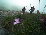 27 Garofano di Montpellier (Dianthus hyssopifolius)